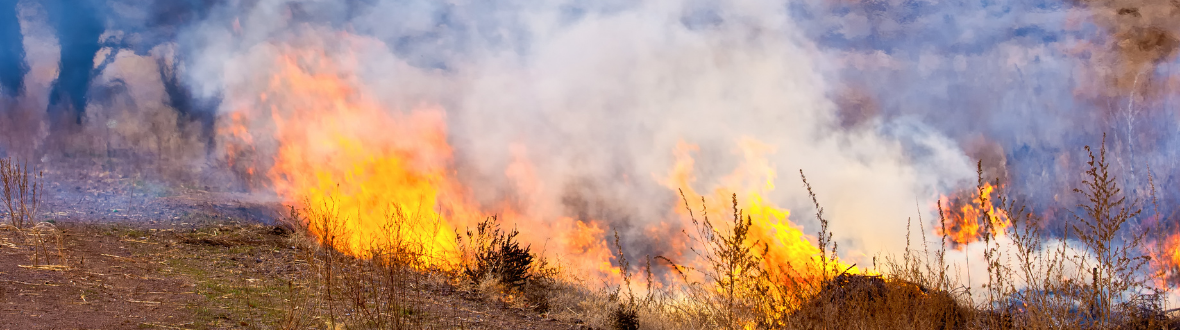 Mitigating the health impacts of wildfire smoke - Stanford BeWell